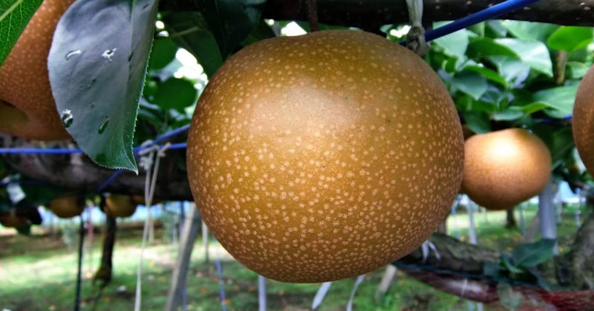 特産梨のアルバイト 富山市が企画 コロナ失業対策 日本経済新聞