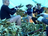 柿の葉は手作業で収穫し、加工工場に送られる(2日、香川県坂出市) 柿の葉は手作業で収穫し、加工工場に送られる(2日、香川県坂出市)