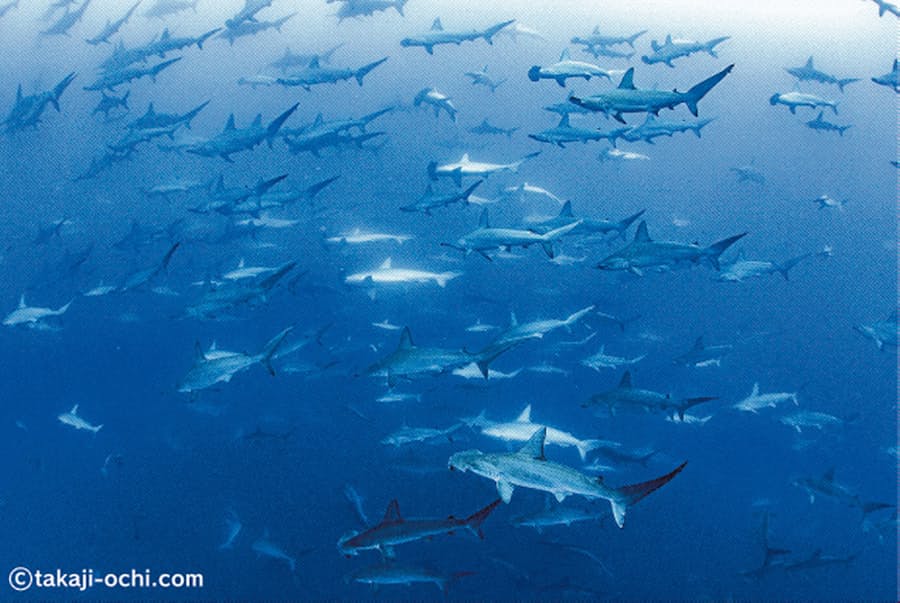 伊豆 神子元島 ハンマー数百匹 大迫力の群れ 日本経済新聞