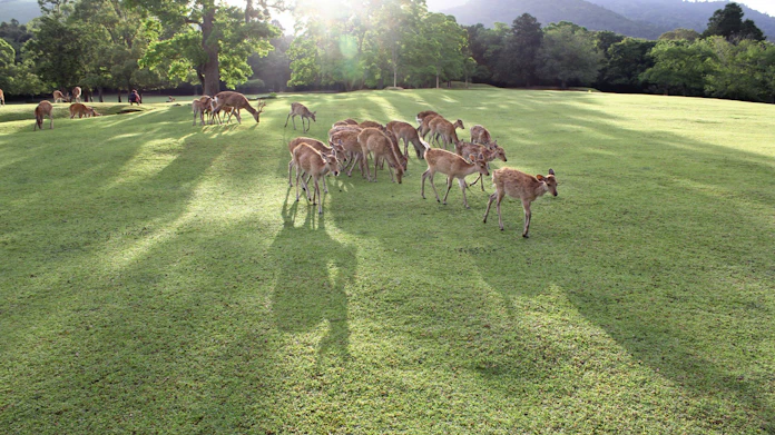 奈良公園 鹿と歩み140年 絶滅危機越えディアパークに 日本経済新聞