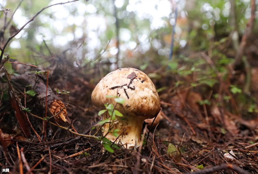 マツタケ 絶滅危惧種に キツネザルは生息環境悪化 日本経済新聞
