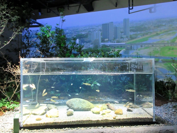 川崎の水族館 カワスイ 17日開業 世界の魚展示 日本経済新聞 川崎の水族館 カワスイ 17日開業 世界の魚展示 日本経済新聞