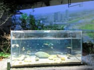 17日にオープンするカワスイ 川崎水族館の多摩川ゾーン 17日にオープンするカワスイ 川崎水族館の多摩川ゾーン