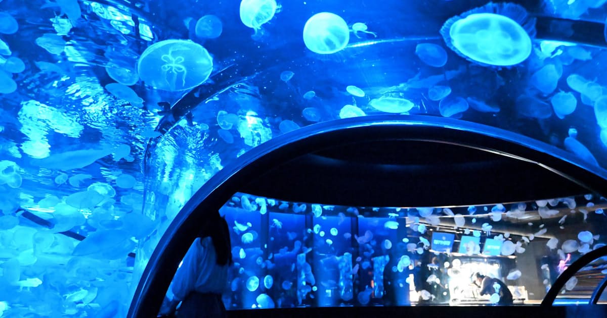 京都水族館 クラゲ5000匹の新展示 西日本で最多 日本経済新聞 京都水族館 クラゲ5000匹の新展示 西日本で最多 日本経済新聞