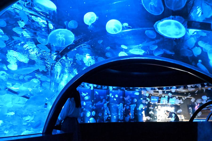 京都水族館 クラゲ5000匹の新展示 西日本で最多 日本経済新聞