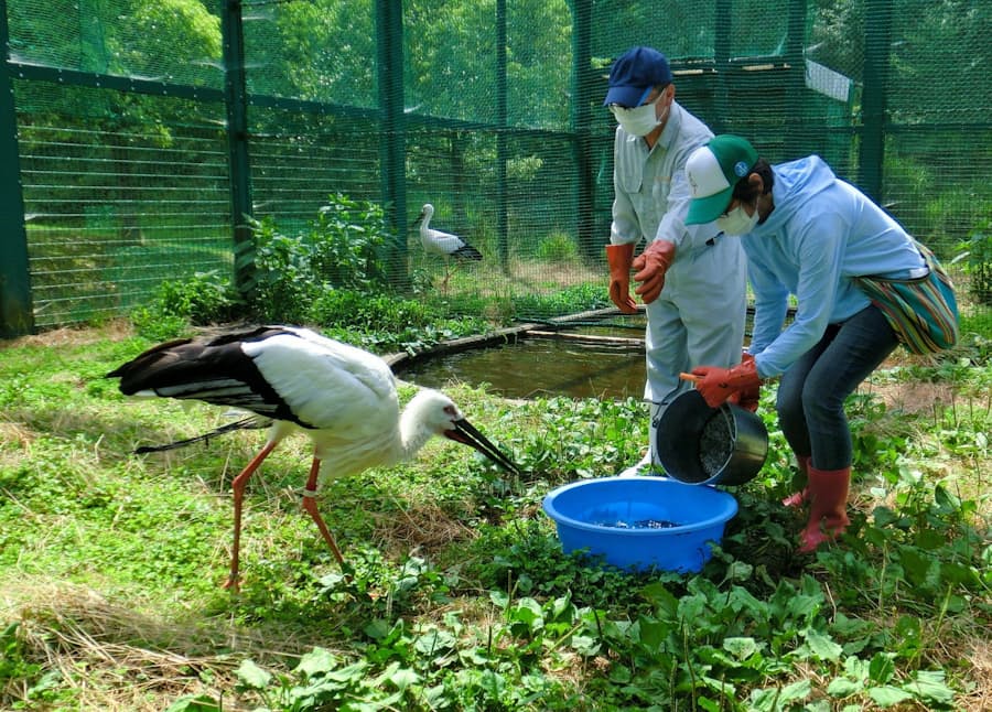 コウノトリと共に育った兵庫 豊岡 野外放鳥15年 日本経済新聞