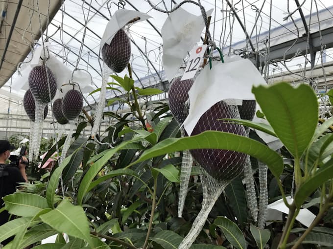 新型コロナ オンラインでマンゴー狩り 茨城 小美玉の生産者 日本経済新聞