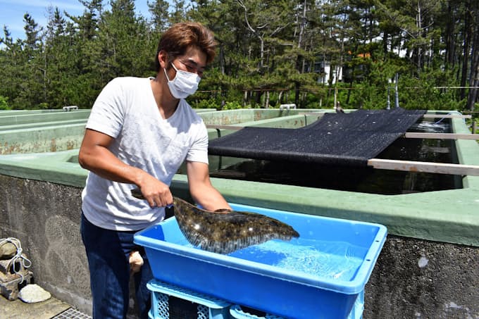 山形で蓄養ヒラメ初出荷 時期ずらし高付加価値化 日本経済新聞