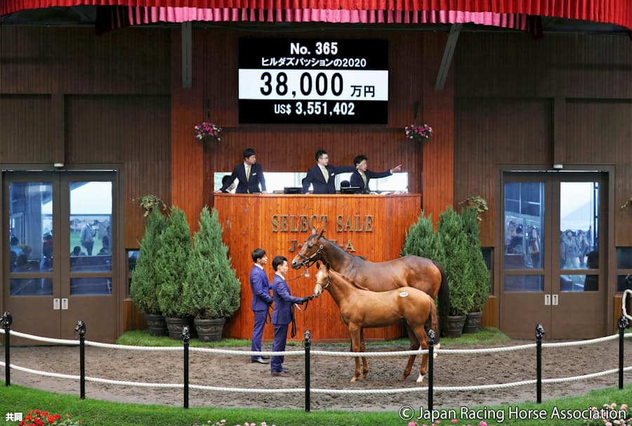 当歳は苦戦も底堅い需要 競走馬セレクトセール 日本経済新聞