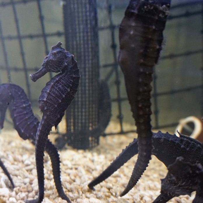 タツノオトシゴ養殖を事業化へ 静岡商議所や東海大 日本経済新聞 タツノオトシゴ養殖を事業化へ 静岡商議所や東海大 日本経済新聞