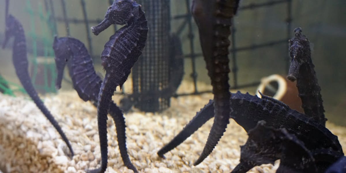 タツノオトシゴ養殖を事業化へ 静岡商議所や東海大 日本経済新聞