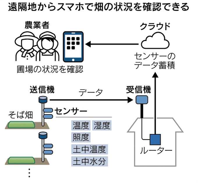 ソバ栽培にiot 長野のかまくらや 収穫時期的確に 日本経済新聞