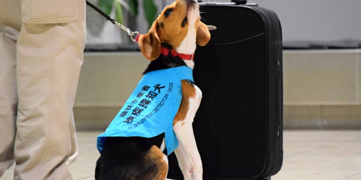仙台空港 国際線に検疫探知犬 日本経済新聞