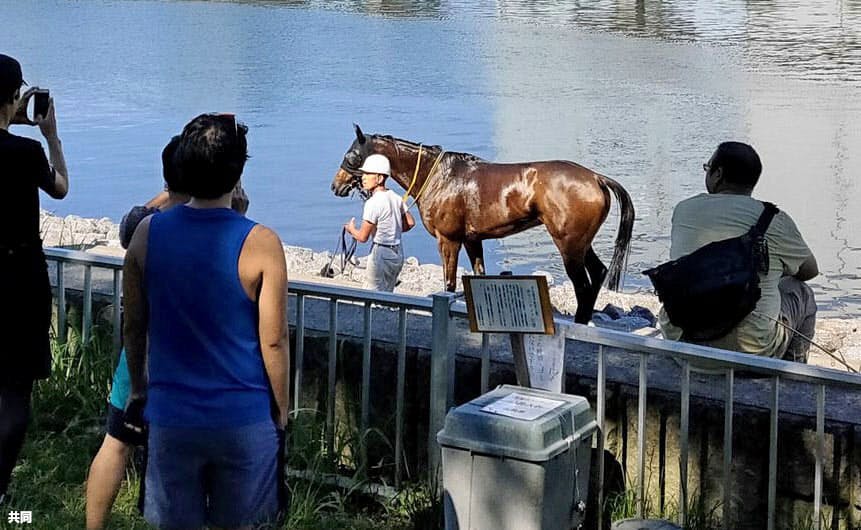 熱中症にかかる馬は14倍に 暑さ対策にシャワーも登場 日本経済新聞