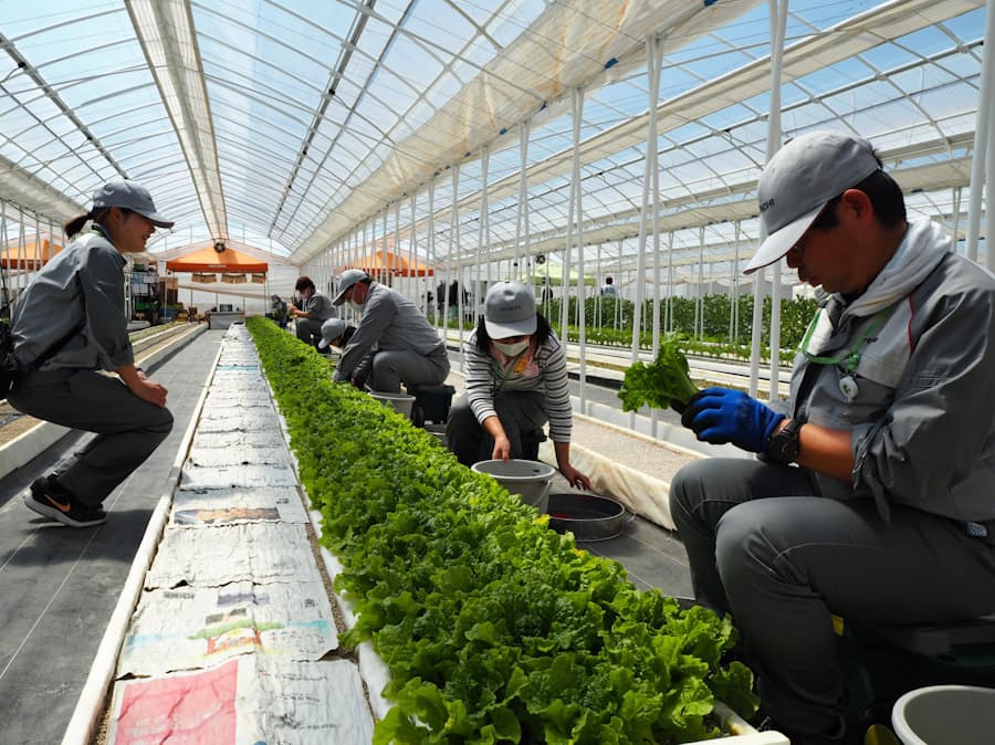 首都圏で広がる 農福連携 障害者の雇用機会に 日本経済新聞