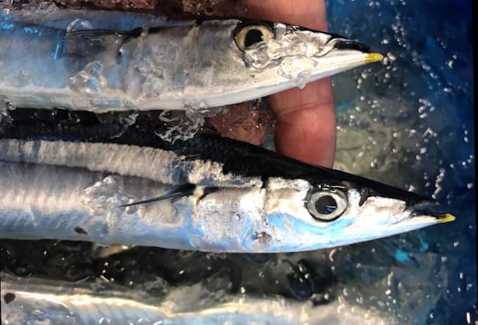 サンマ 一段と不漁か 水産庁予報 昨年下回り低調 日本経済新聞