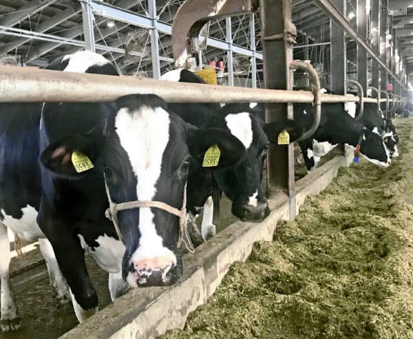 ベッテルは牛の電子カルテを獣医師と共有するシステムを開発する