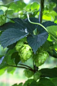 荒木代表の農園で栽培しているホップ(6月、熊本県天草市) 荒木代表の農園で栽培しているホップ(6月、熊本県天草市)