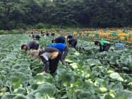 生産と加工の一体型が特徴(ワールドファームの農場) 生産と加工の一体型が特徴(ワールドファームの農場)