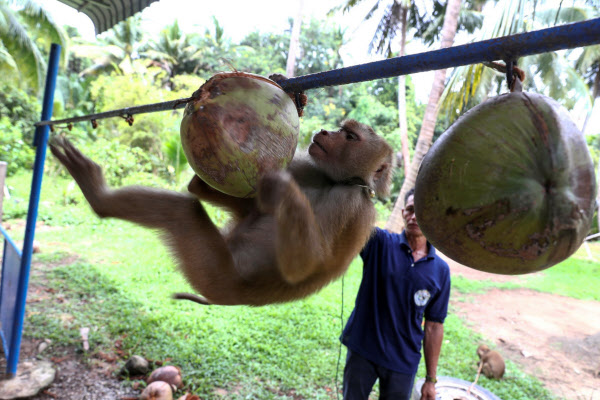 タイ産ココナツ 不買広がる 猿使い収穫 欧米で批判 日本経済新聞