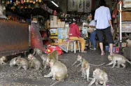 タイ中部ロッブリーのカー用品店内で遊ぶサル=共同 タイ中部ロッブリーのカー用品店内で遊ぶサル=共同