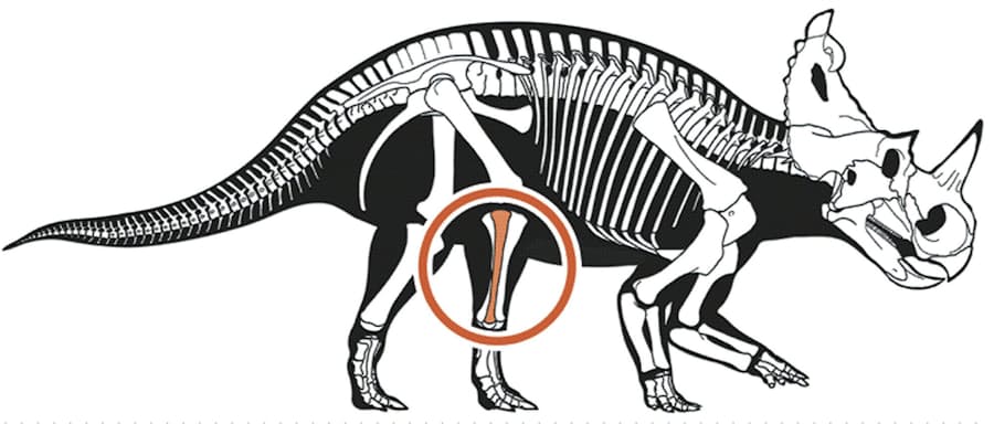 恐竜のがん 世界初確認 Ctや顕微鏡使い化石解析 日本経済新聞