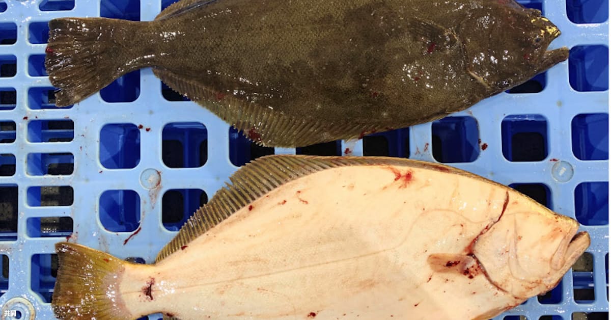 右向きのヒラメ水揚げ 北海道豊浦町 通常は左 日本経済新聞