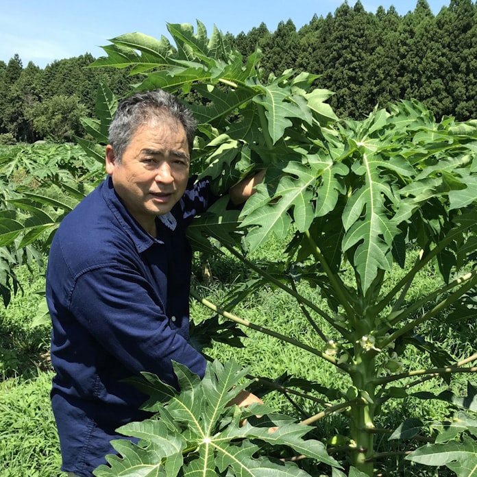 北限 のパパイアとマンゴーが示す茨城の底力 日本経済新聞 北限 のパパイアとマンゴーが示す茨城の底力 日本経済新聞