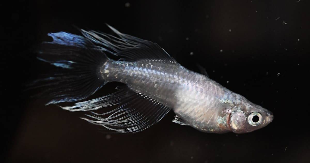 新種メダカ 私だけの宝 雌雄で数十万円の販売も 日本経済新聞 新種メダカ 私だけの宝 雌雄で数十万円の販売も 日本経済新聞