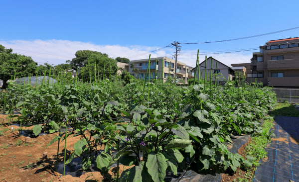 野村不動産が都内で農地貸し出しへ 家庭菜園向けに 日本経済新聞