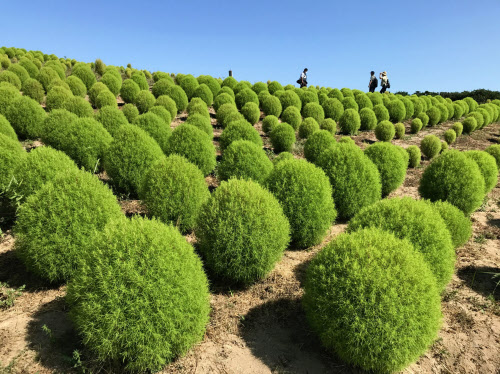 夏空に映える緑のコキア 茨城 ひたち海浜公園 日本経済新聞