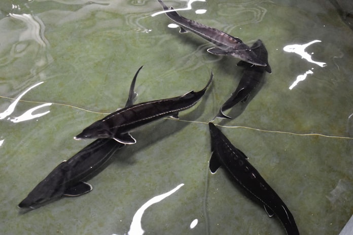 キャビア生産へ研究進む 茨城県 新産業にと期待 日本経済新聞 キャビア生産へ研究進む 茨城県 新産業にと期待 日本経済新聞