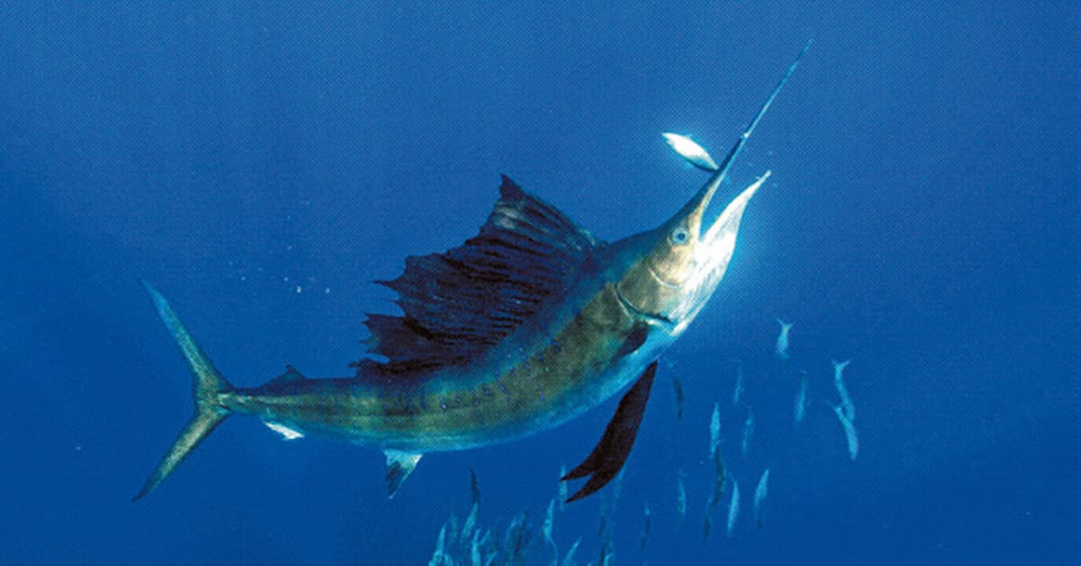 イワシ群襲うカジキ 圧巻 集団捕食いずこへ 日本経済新聞