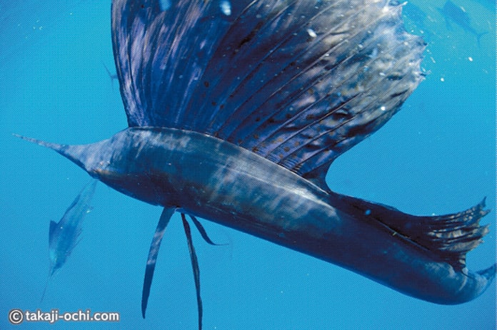 イワシ群襲うカジキ 圧巻 集団捕食いずこへ 日本経済新聞 イワシ群襲うカジキ 圧巻 集団捕食いずこへ 日本経済新聞