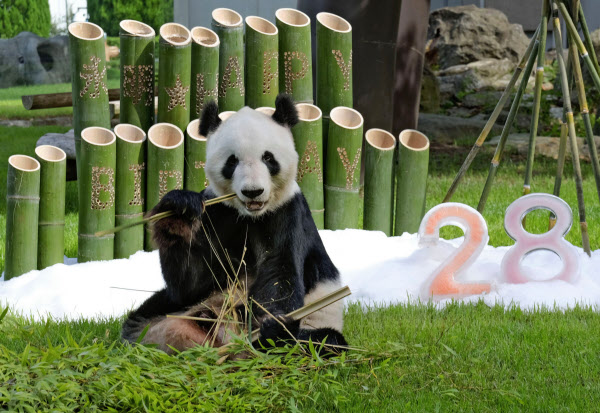 和歌山のパンダ永明28歳に 元気で 願い竹飾り贈る 日本経済新聞 和歌山のパンダ永明28歳に 元気で 願い竹飾り贈る 日本経済新聞