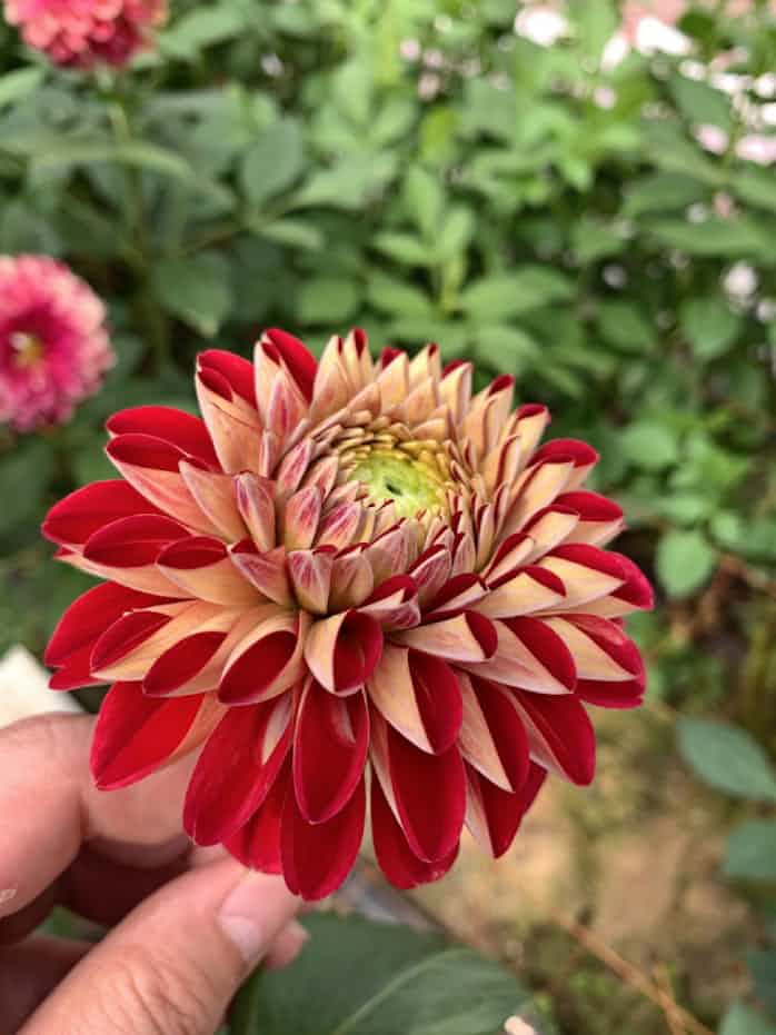 福島 塙町の新興企業 中国に花を直送 ダリアなど 日本経済新聞