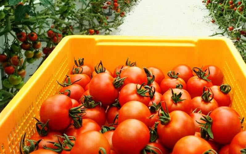 「みどりクラウド」を導入した新堀智史さんのトマト農場（川崎市）