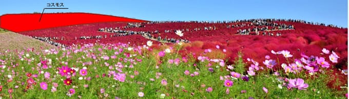 コキア コスモスで秋の景観演出 ひたち海浜公園 日本経済新聞