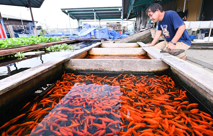 金魚養殖300年 大和郡山 需要激減 コロナで試練 日本経済新聞 金魚養殖300年 大和郡山 需要激減 コロナで試練 日本経済新聞