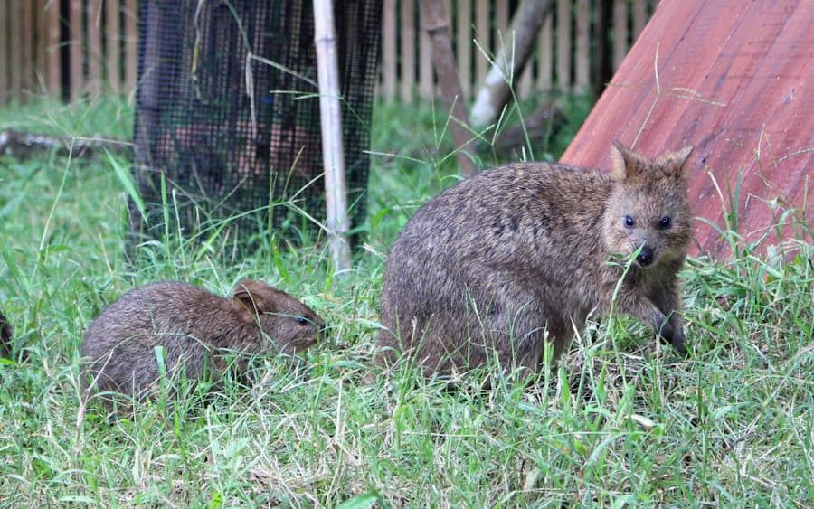 埼玉県こども動物自然公園 世界一幸せな動物 魅了 日本経済新聞