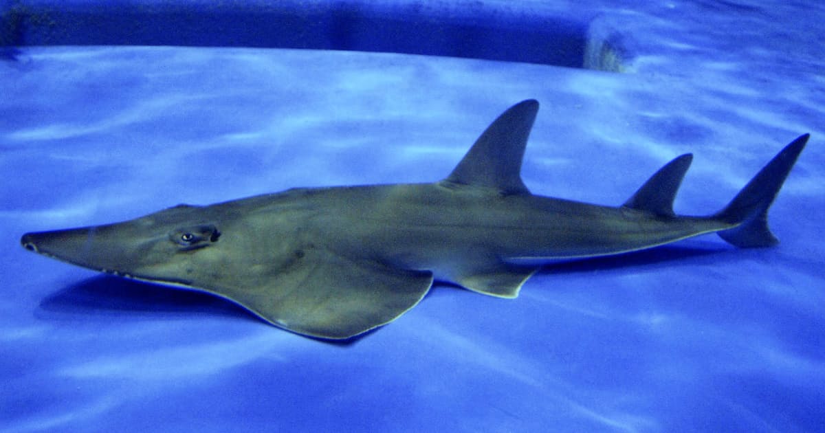 23年飼育のエイ 実は新種 三角巾着けた幽霊 鹿児島 日本経済新聞 23年飼育のエイ 実は新種 三角巾着けた幽霊 鹿児島 日本経済新聞