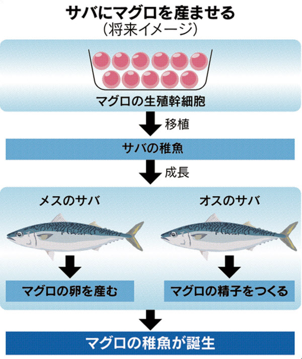 さらば海の幸よ 試験管からマグロが取れる日 日本経済新聞 さらば海の幸よ 試験管からマグロが取れる日 日本経済新聞