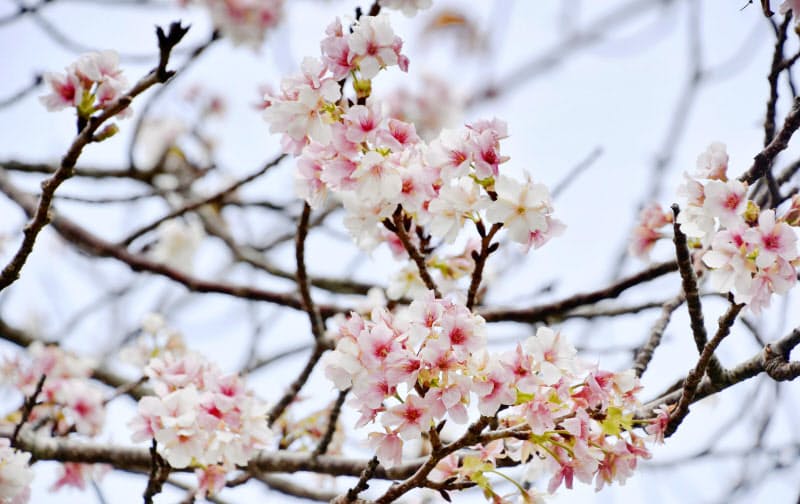 鹿児島・種子島で季節外れの花を咲かせた桜(7日)=共同 鹿児島・種子島で季節外れの花を咲かせた桜(7日)=共同