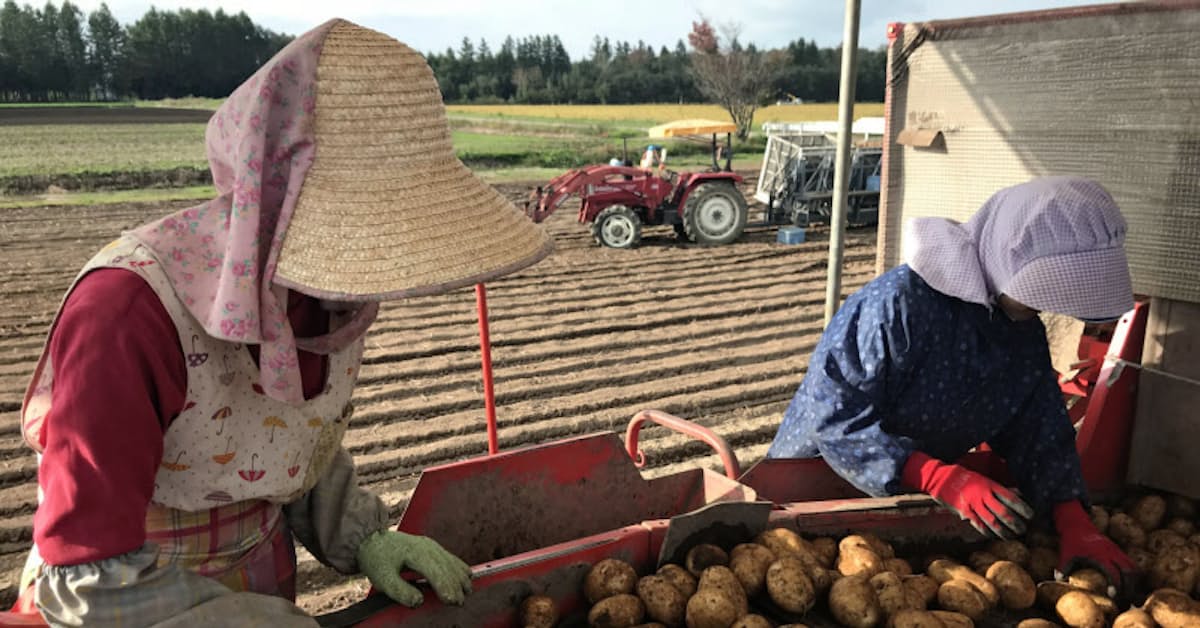 新型コロナ 農業1日バイト アプリで浸透 北海道 収穫の秋 日本経済新聞