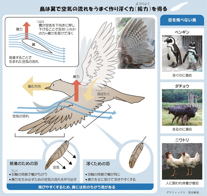 どうして鳥は飛べるの 親子スクール 日本経済新聞 どうして鳥は飛べるの 親子スクール 日本経済新聞