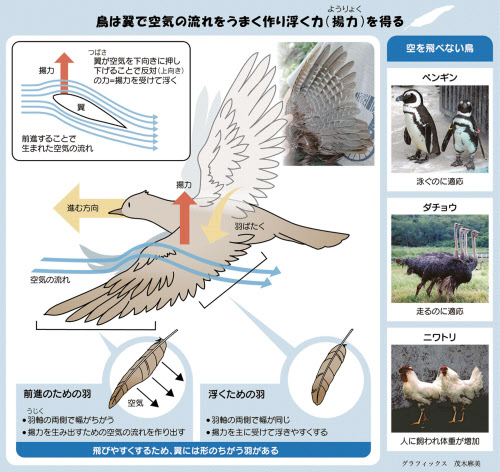 どうして鳥は飛べるの 親子スクール 日本経済新聞