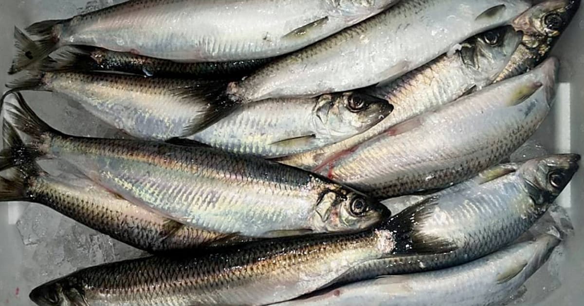 脂のった トロニシン サンマの半値 秋の青魚の主役に 日本経済新聞 脂のった トロニシン サンマの半値 秋の青魚の主役に 日本経済新聞