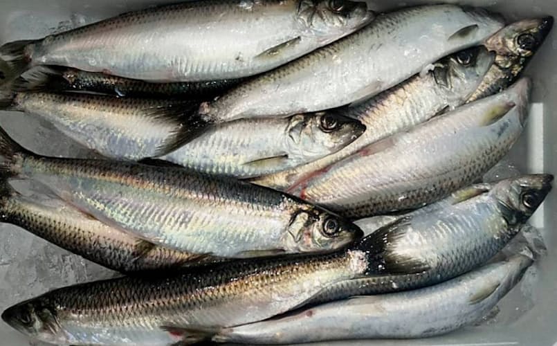 脂のった トロニシン サンマの半値 秋の青魚の主役に ナウティスニュース 脂のった トロニシン サンマの半値 秋の青魚の主役に ナウティスニュース