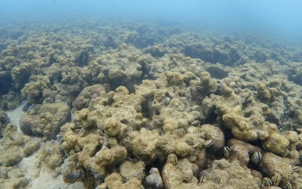 白化現象などで死んだ沖縄県・石垣島沿岸のサンゴ（2017年12月）=環境省提供