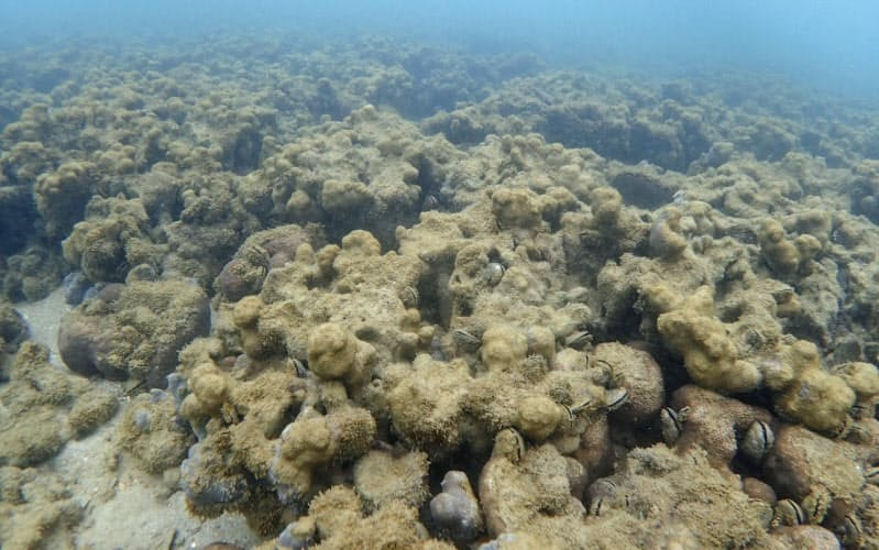 白化現象などで死んだ沖縄県・石垣島沿岸のサンゴ(2017年12月)=環境省提供 白化現象などで死んだ沖縄県・石垣島沿岸のサンゴ(2017年12月)=環境省提供